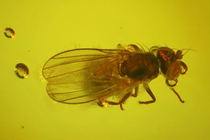 Fossil Fly (Diptera) In Baltic Amber #170095